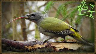 Голоса птиц Как поёт Дятел седой (Picus canus)