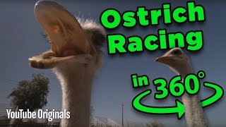 Beware the BEAK! Ostrich Racing 360 - Game Lab 360 Video