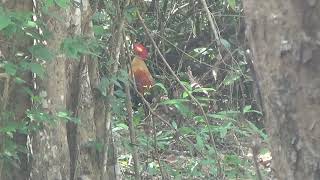 Wild Fowl   වලි කුකුළන් රංචුවක්