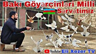 Bakı Göyerçinleri Milli Servetimizi Qoruyaq @EliXezer Göyərçinlər haqqında Etraflı Söhbət (məlumat)