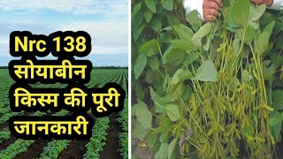 Nrc 138 soybean variety in hindi // एन. आर. सी. 138 सोयाबीन