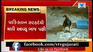 Injured Afghani Spy Falcon found from Pakistan Border at Banaskantha | Vtv News