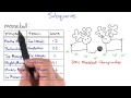 Subqueries
