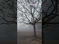 winter morning ଶୀତ ସକାଳ short naturevideos @nature lover63