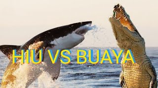 PERTARUNGAN HIU VS BUAYA, NGERI