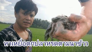 หากินหาเที่ยว ชีวิตแบบบ้านๆ Ep.135 หาเหยื่อตกปลาหรดตามนาข้าว