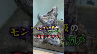 モンスター級のワニガメが凄まじすぎる...!!! #爬虫類 #reptiles #ワニガメ #深谷爬虫類館 #ちゃんねる鰐 #rafちゃんねる