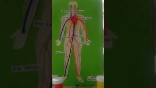 maqueta del sistema cardiovascular funcional 💪👏