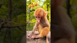 monkey funny short video #longoor #monkey #bandar #live #वायरल #funnyvideo