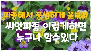 파종해서풍성하게꽃부자 식물키우기 #씨앗파종이렇게하면누구나할수있다  #광발아.암발아구분해서키우고관리하는방법