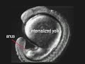 zebrafish embryo development