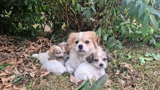 Rescue abandoned mother dog raising puppies in the bush