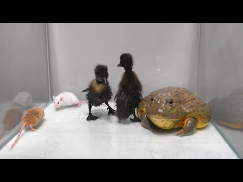 Do bullfrogs swallow their prey alive?