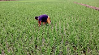 হাইব্রিড বোরোধান চাষ করে বাম্পার ফলন - চাষ করার সঠিক নিয়ম