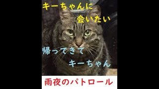 【行方不明の地域猫キーちゃん】会いたい(´；ω；`)🙏雨夜のパトロール☂