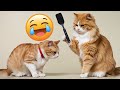 Funniest cat moments 😂 | Lol pet zone | #cats #catlover #catvideos #funnycatvideos #funnycatmoments