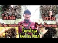 Faktor penyebab buruknya kualitas buah sawit di lahan gambut