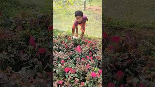 rose plantation ரோஜா தோட்டம்