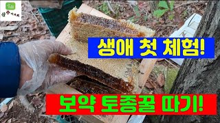 보약 토종꿀 따기 생애 첫 체험