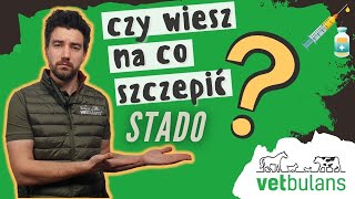 Czy szczepienie wyleczy Ci stado? Jak przygotować zwierzęta do szczepienia? mówi lekarz weterynarii