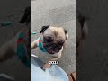 about 2024 мопсики pug собака мопс cute pets funny смешноевидео мопсы puglife