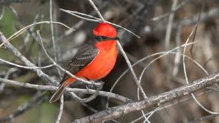 Vermilion Flycatcher Sound Video: Bird Calls Bird Songs Western North America Nature Sound Effects