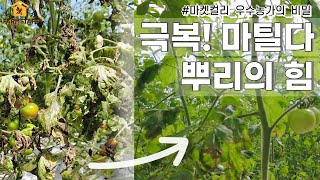 마켓컬리 우수농가의 비밀 | ep.19 극복! 마틸다, 뿌리의 힘