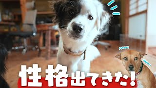 だんだん本性表しはじめた元保護犬と、なんだか様子がおかしい元野良の子