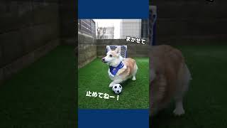 日本代表に招集されなかった、ゴールキーパー犬