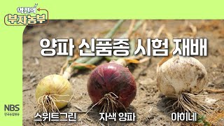 [역전의부자농부 306회] 양파 신품종 시험 재배(아히네·스위트그린·자색양파)