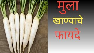 मुळा खाण्याचे फायदे |Health benefits of Radish आरोग्यदायी मूळ