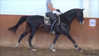 Dressage training.  Akhal-teke stalion DEGNI-SHAEL