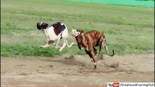 greyhound dog racing competition | dog race in Punjab