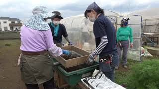 セイコー農園210605収穫・培土作り・イチゴ苗とり