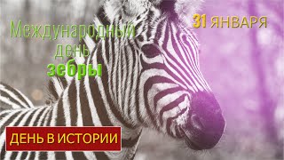 В МИРЕ ЖИВОТНЫХ. ДЕНЬ В ИСТОРИИ. СПАСЕНИЕ ЗЕБРЫ! Международный день зебры. 31 января. Animals. Zebra