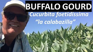 Buffalo Gourd - Cucurbita foetidissima