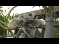 jpn vf 母親に甘えているコアラ　the koala which fawns on mother