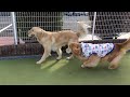 ぼんちゃんと遊んだよ。ゴールデンレトリバー。golden retriever