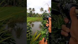 ഈ ചൂണ്ടയിൽ ഞാൻ എന്ത് കാണിച്ചാലും ഇത് ഒടിയത്തില്ല.😱 | Best Fishing Videos | Viral Snakehead Fishing |