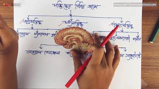 ০৮.১৪. অধ্যায় ৮ : সমন্বয় ও নিয়ন্ত্রণ - মস্তিষ্কের গঠন