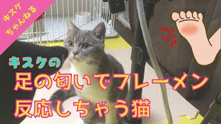 【猫動画】子猫のフレーメン反応。飼い主の靴下のニオイを嗅いでびっくりした？