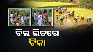 ଚାଷ କରୁକରୁ ଟିକା ନେଲେ | Odisha Reporter