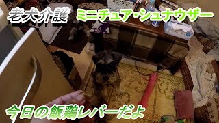 老犬介護（ミニチュア・シュナウザー）今日の飯鶏レバーだよ