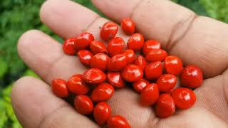 रक्त चंदन का लाल लाल बीज़ लाखों करोड़ों में बिकता है,इसे आयुर्वेदिक औषधियो मे इस्तेमाल किया जाता है