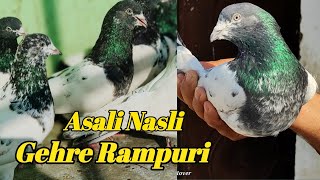 रामपुरी गहरे गजरे कबुतर ! Rampuri Gehre Gajre Kabutar !  Arshad Idrisi Pigeon Lover