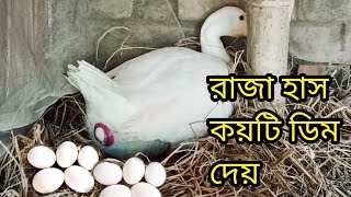 রাজা হাস বছরে কয়টি ডিম দেয় || রাজা হাস পালন || রাজা হাস পালন পদ্ধতি || হাস পালন | রাজা হাঁসের বাচ্চা