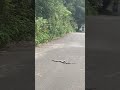 見た人強運✨神社で蛇に遭遇㊗️運気爆上がり❣️ 蛇 夏至 エネルギッシュ ツインレイ クンダリーニ 岩戸神社⛩