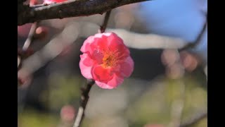 8K HDR 静岡 熱海梅園 師走の早咲き梅と紅葉 Shizuoka,Atami Plum Park,Early Bloom and Autumn Leaves