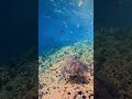 good turt 🐢 greenseaturtle turtle gopro lapazmexico freediving