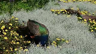 Peacocks on the walk./ Pavo i in fuga.